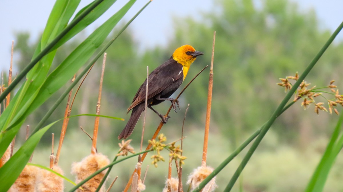 Yellow-headed Blackbird - Jack Pauw