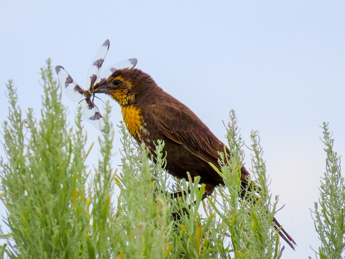 Yellow-headed Blackbird - ML620922201