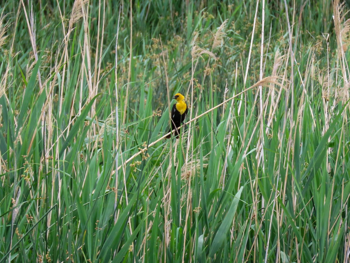 Yellow-headed Blackbird - ML620922202