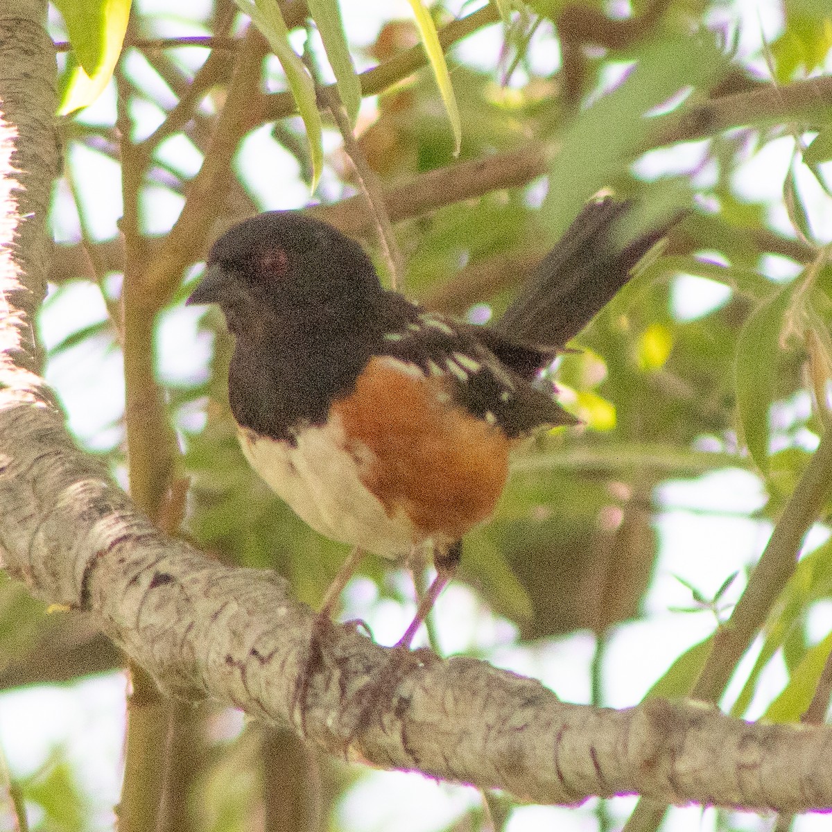 Spotted Towhee - ML620922205