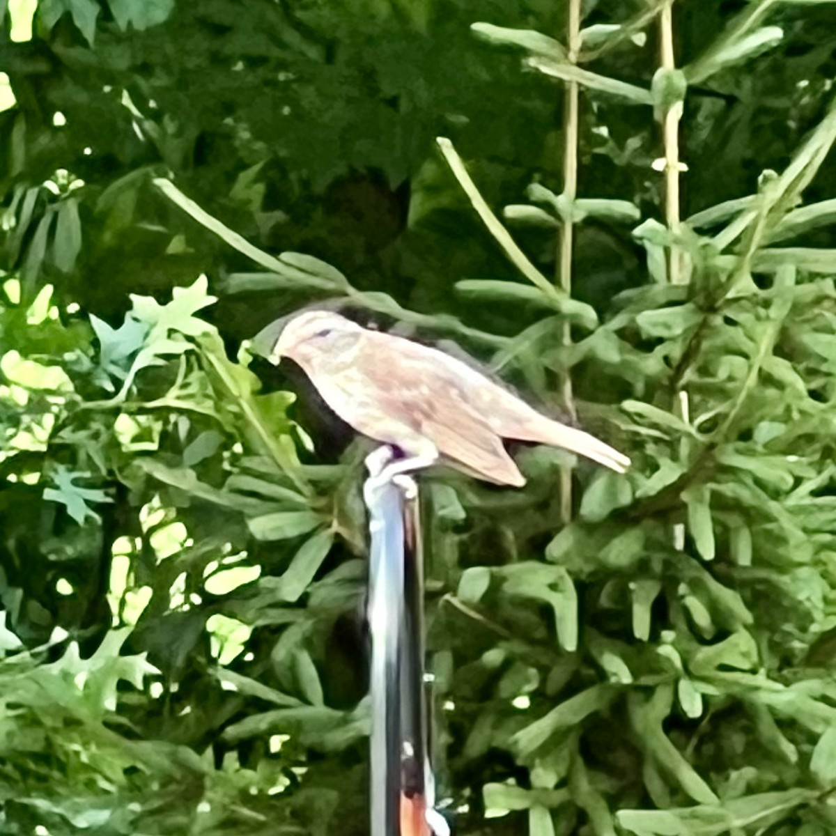 Rose-breasted Grosbeak - ML620922210