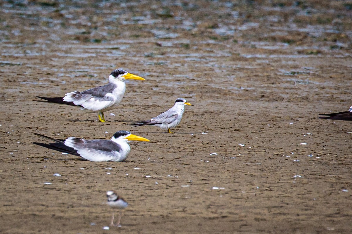 Least Tern - ML620922211