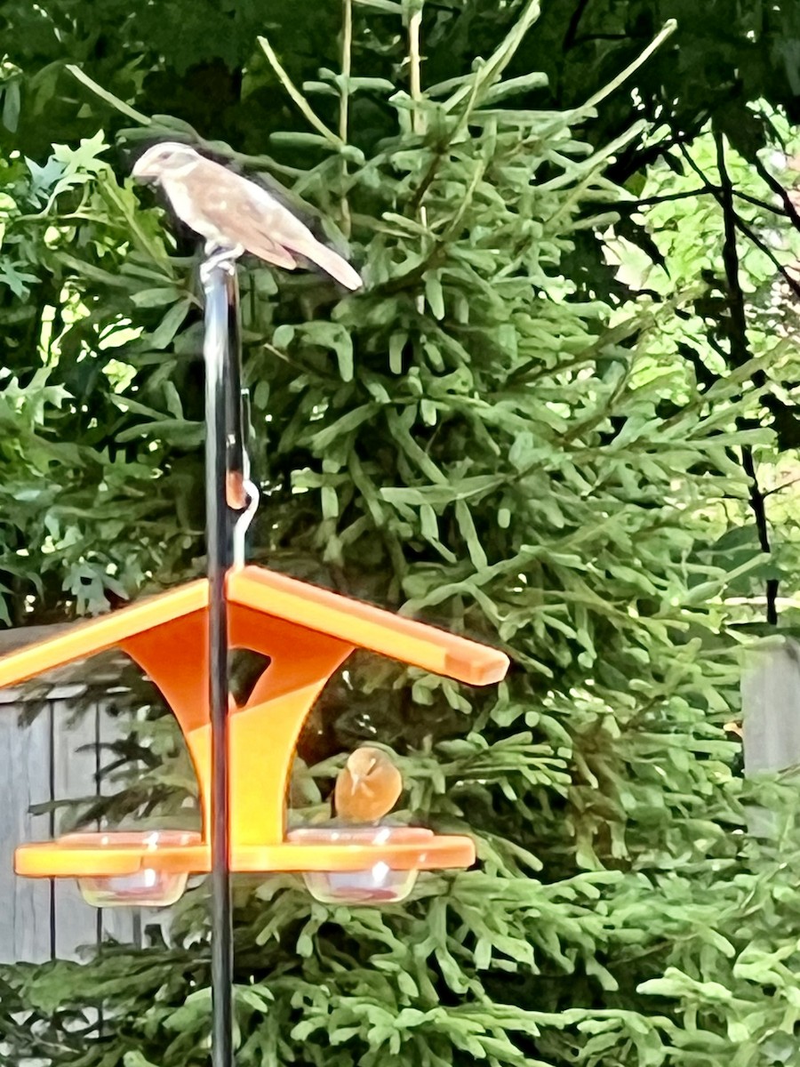 Rose-breasted Grosbeak - ML620922212