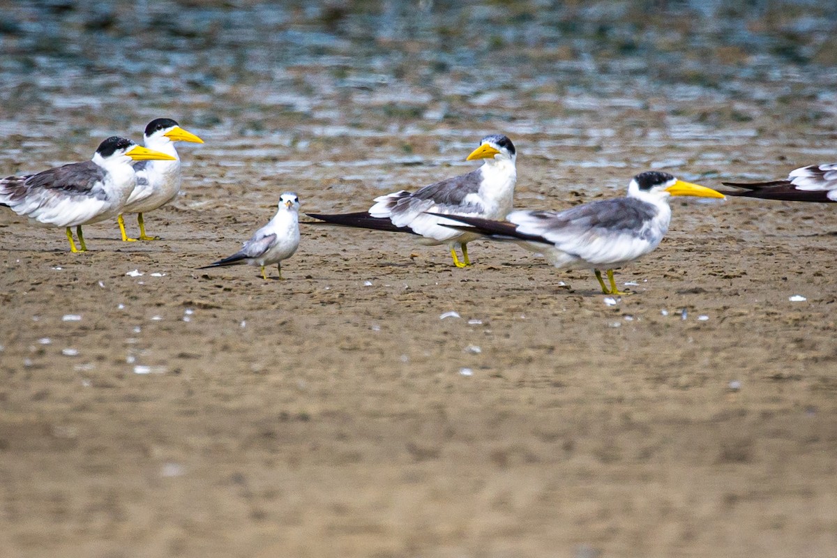 Least Tern - ML620922213