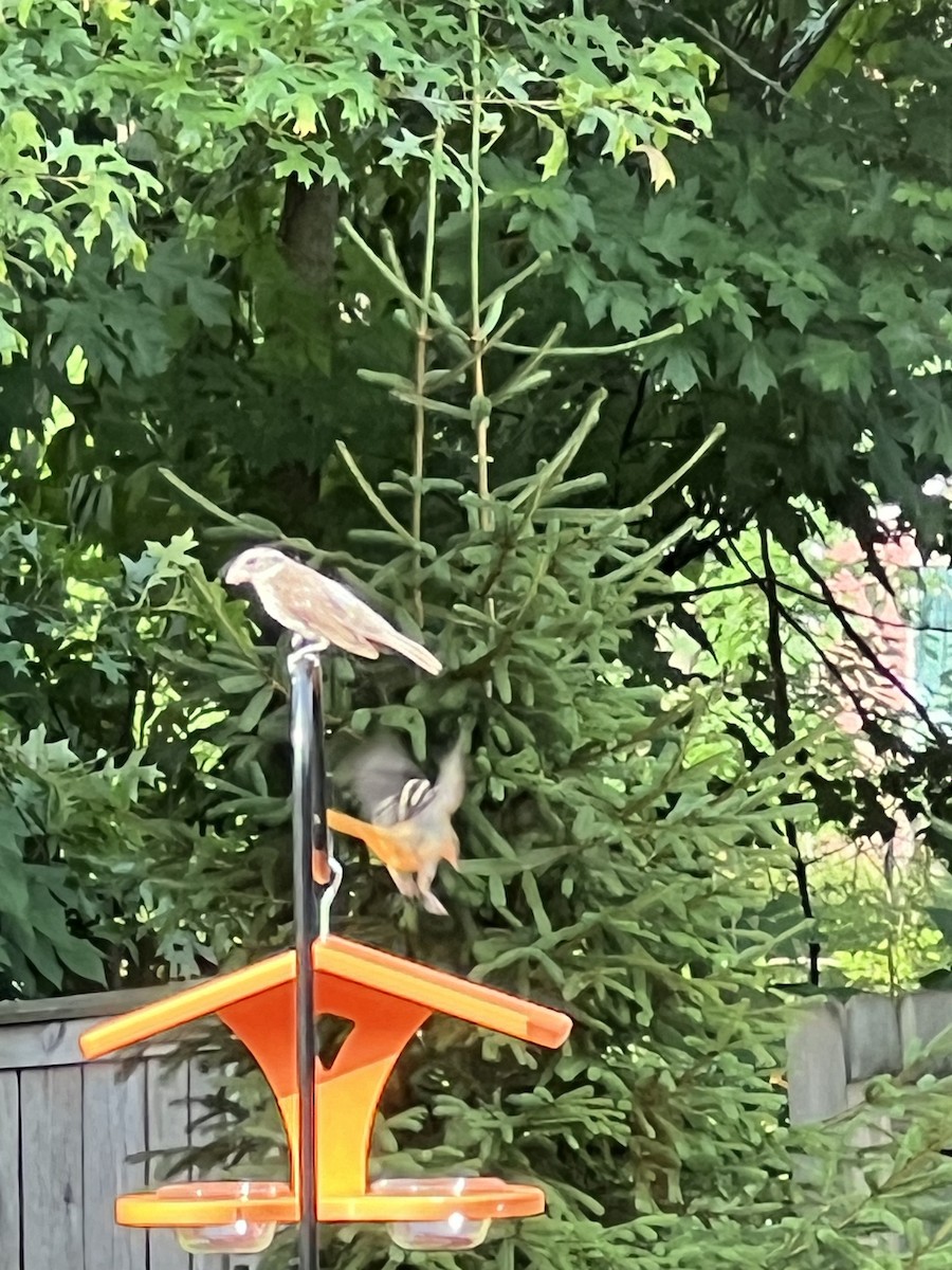 Rose-breasted Grosbeak - ML620922214