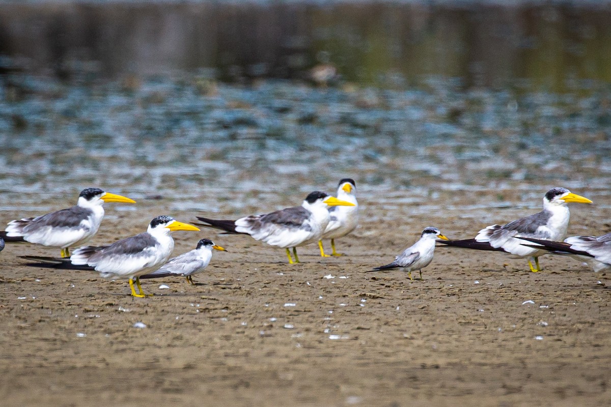 Least Tern - ML620922215