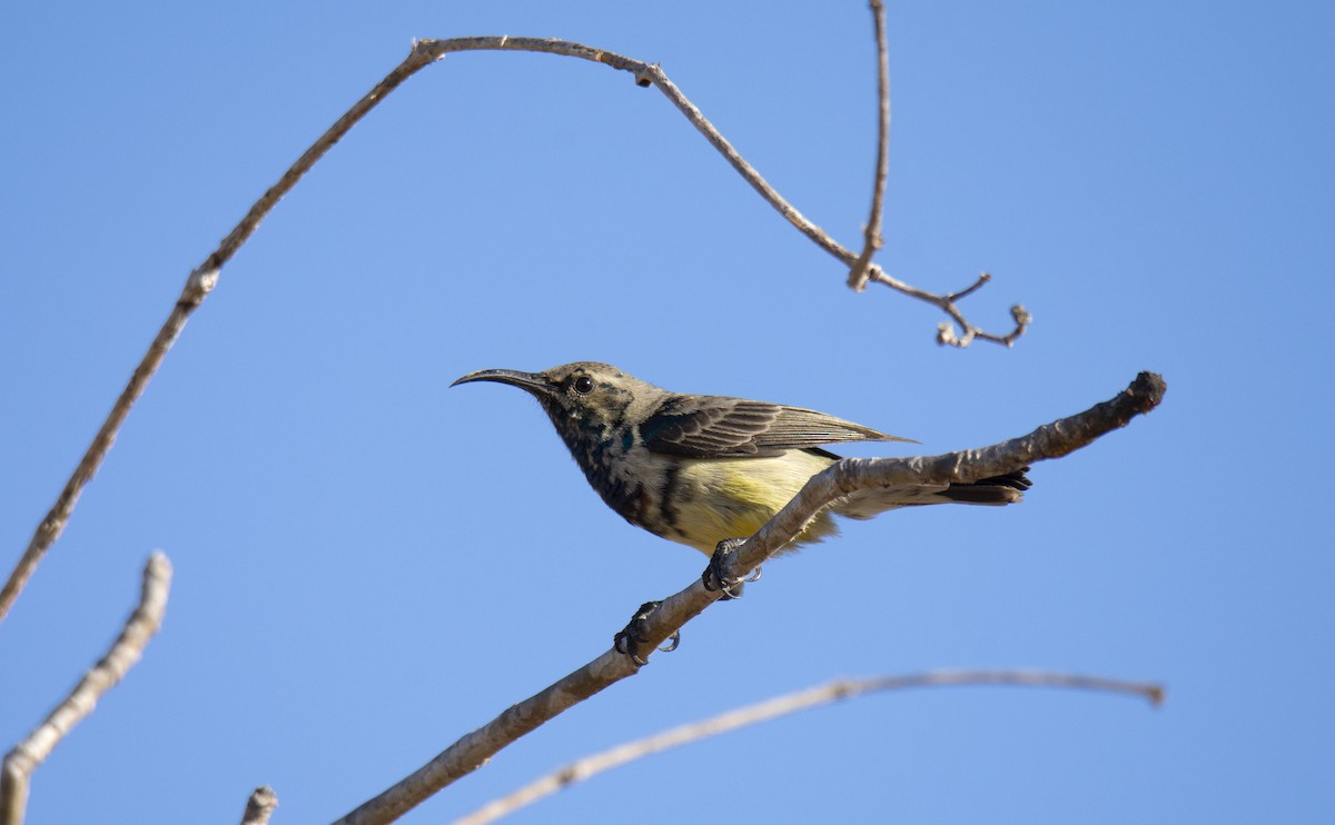 Souimanga Sunbird - ML620922220