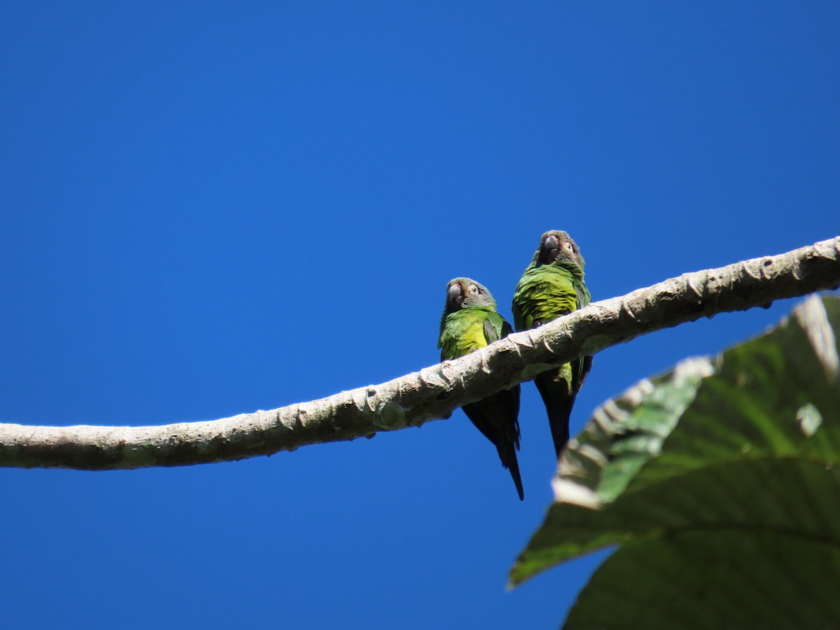 Dusky-headed Parakeet - ML620922223