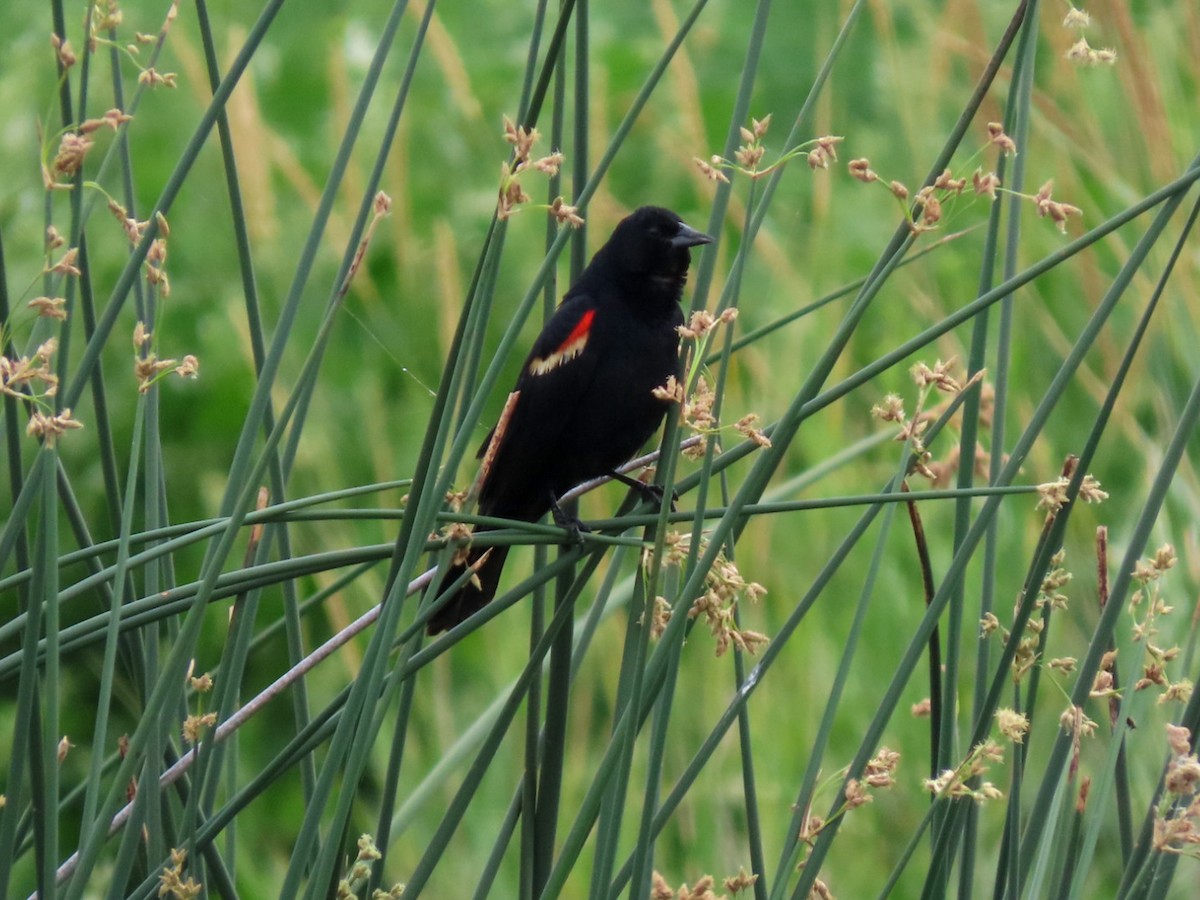 Red-winged Blackbird - ML620922228