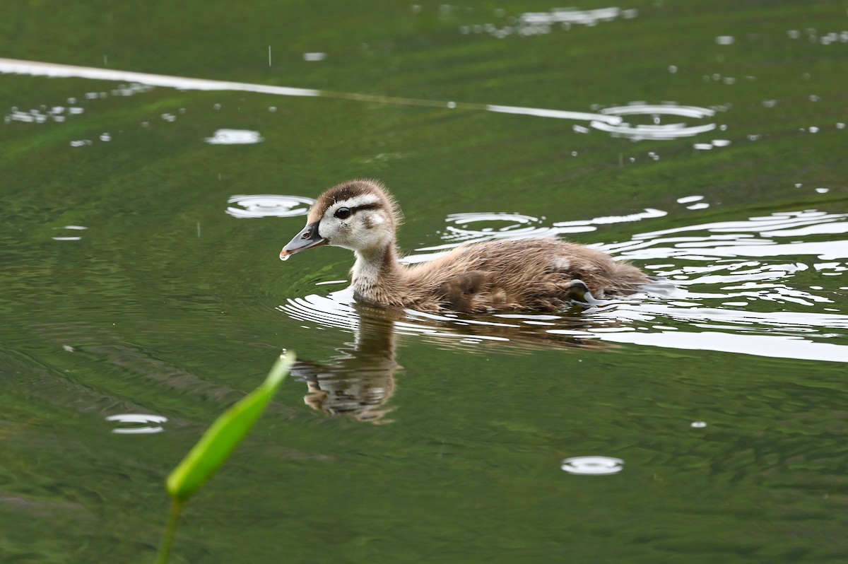 Canard branchu - ML620922267