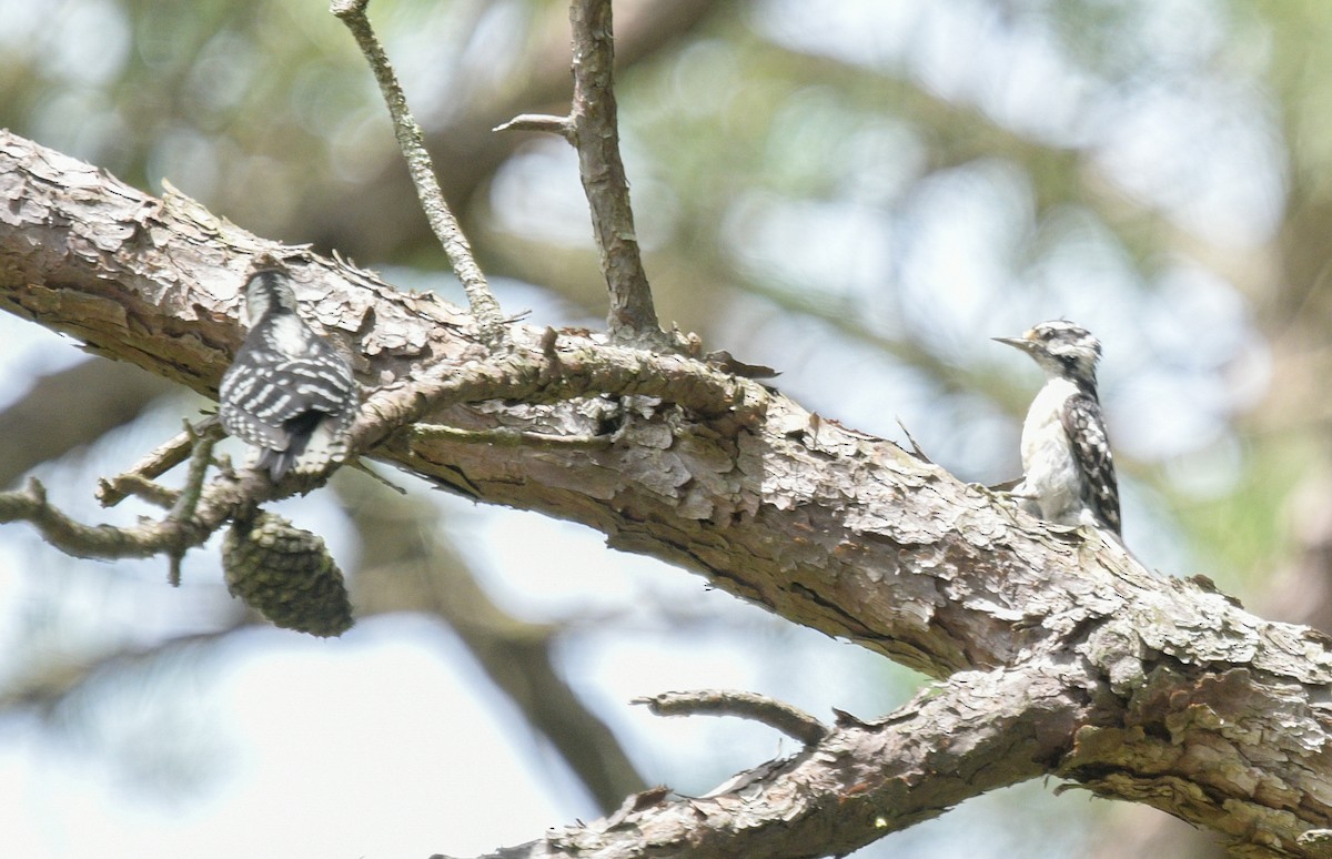 Downy Woodpecker - ML620922270