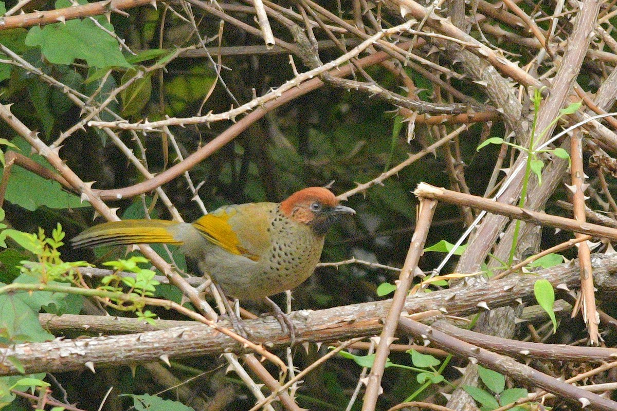 Chestnut-crowned Laughingthrush - ML620922280
