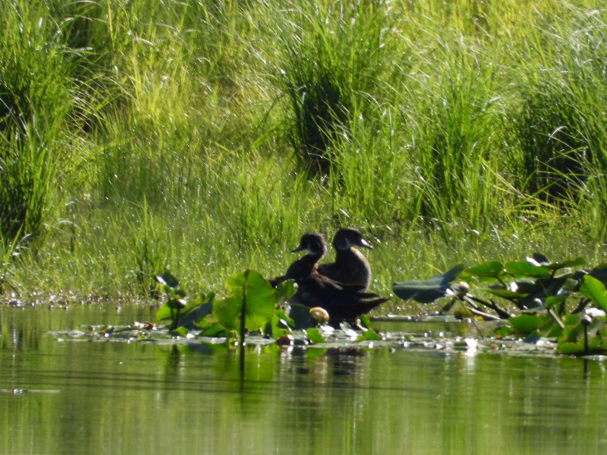 Wood Duck - ML620922286