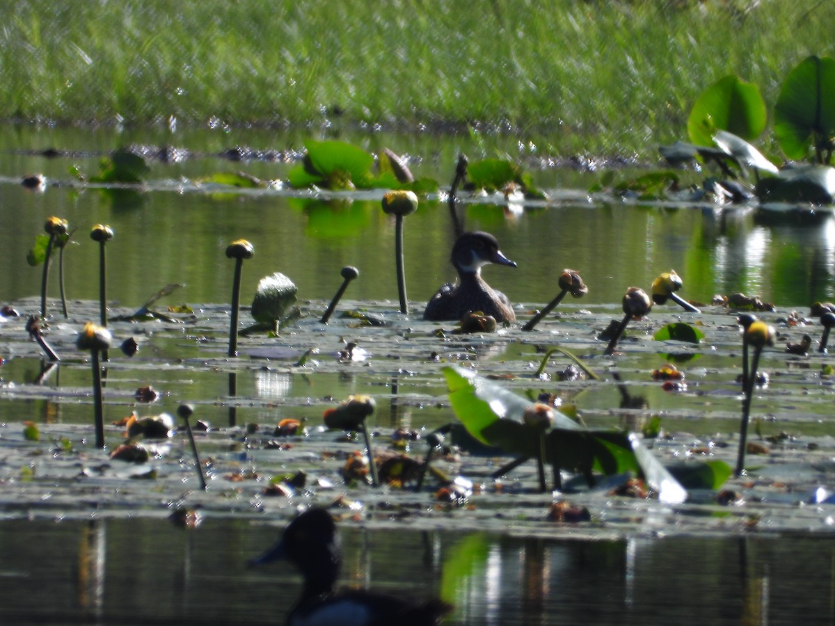 Wood Duck - ML620922287