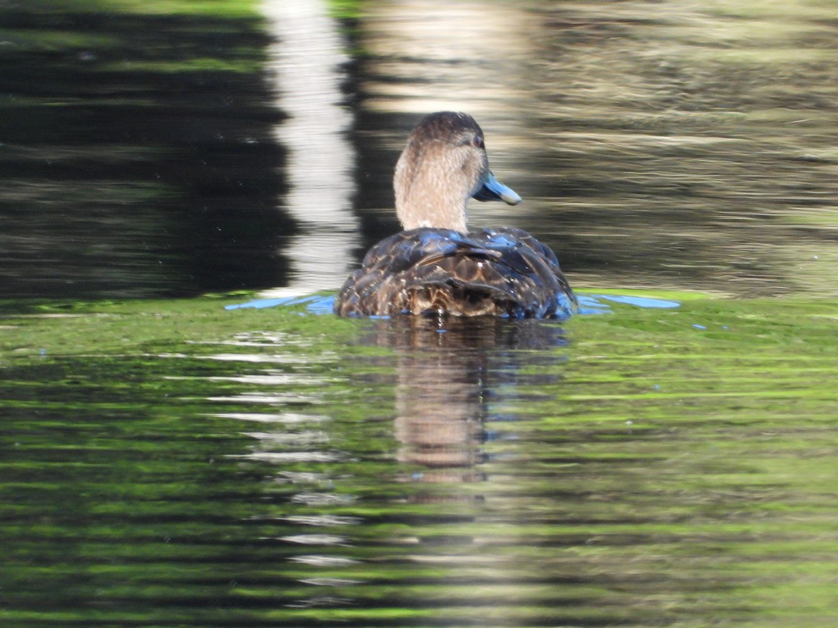 American Black Duck - ML620922291