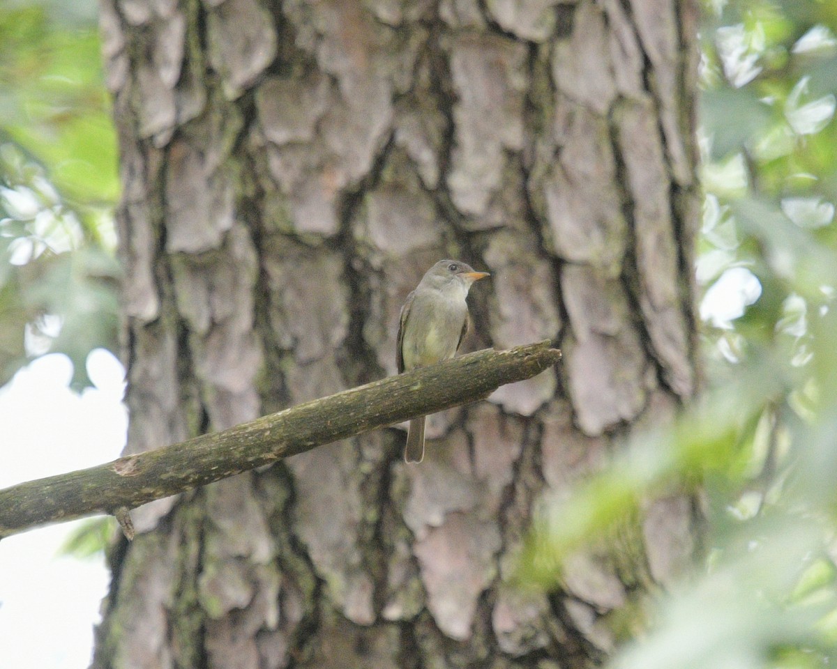 Eastern Wood-Pewee - Margaret Poethig