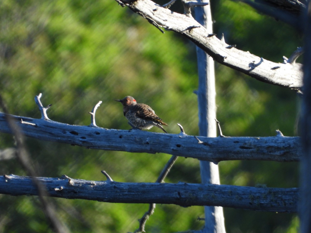 Northern Flicker - ML620922308