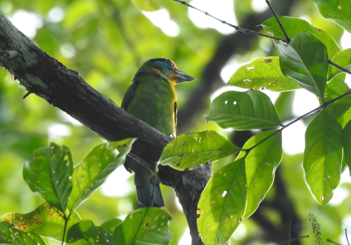 barbet černobrvý - ML620922318