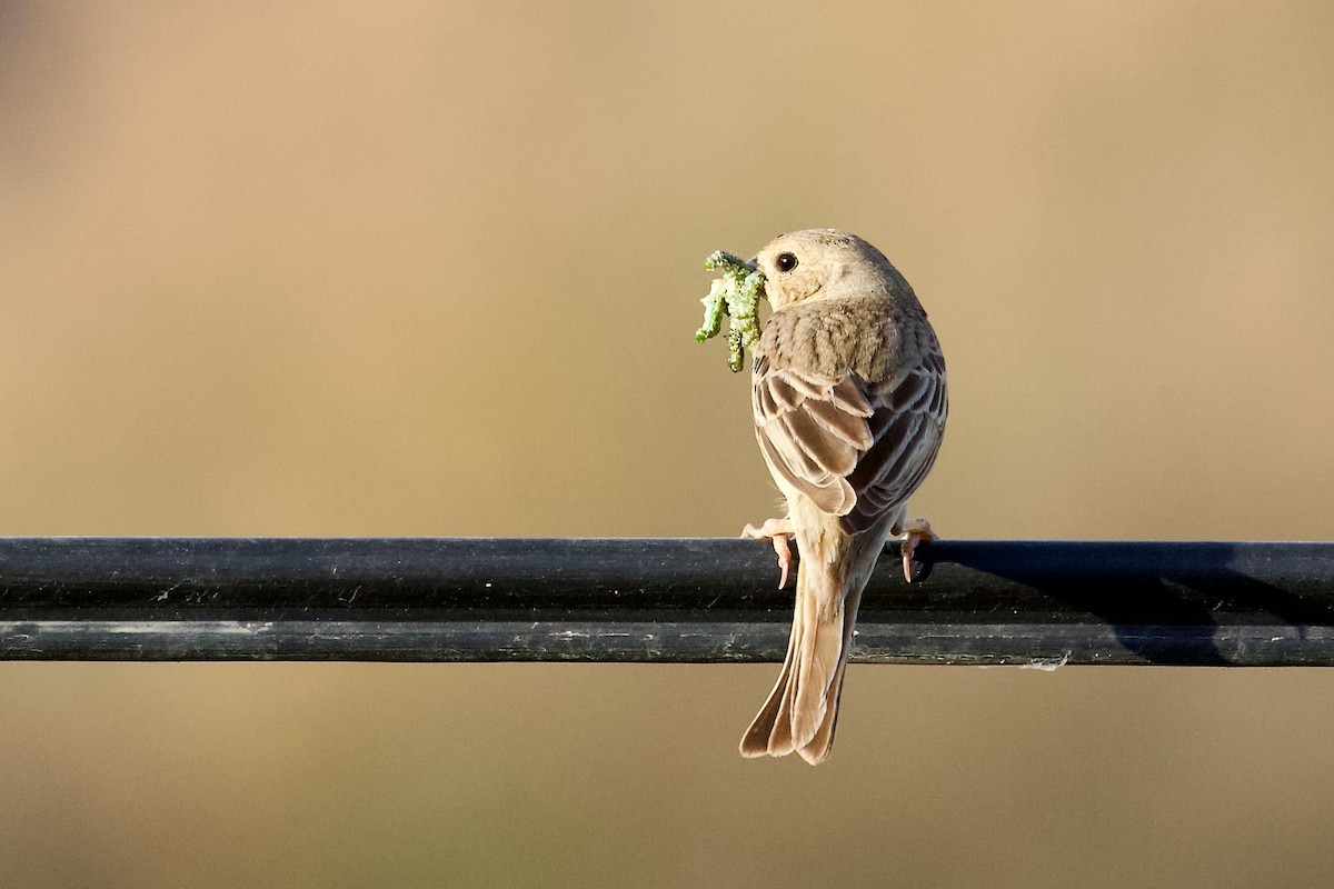 Red-headed Bunting - ML620922319