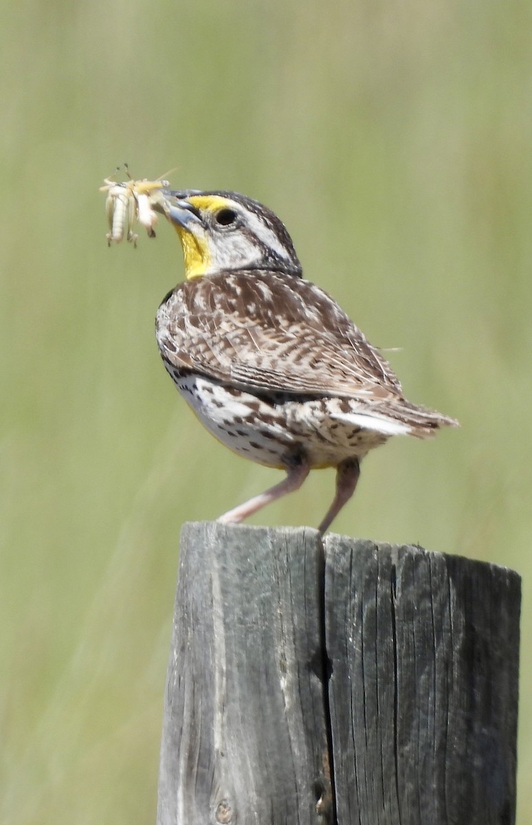 Western Meadowlark - ML620922321