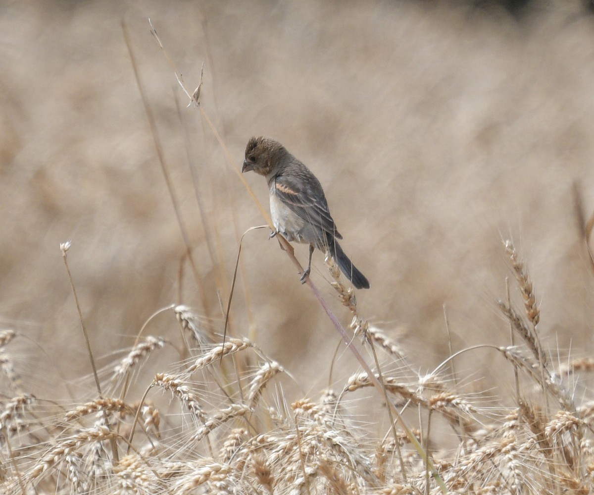 Blue Grosbeak - ML620922323