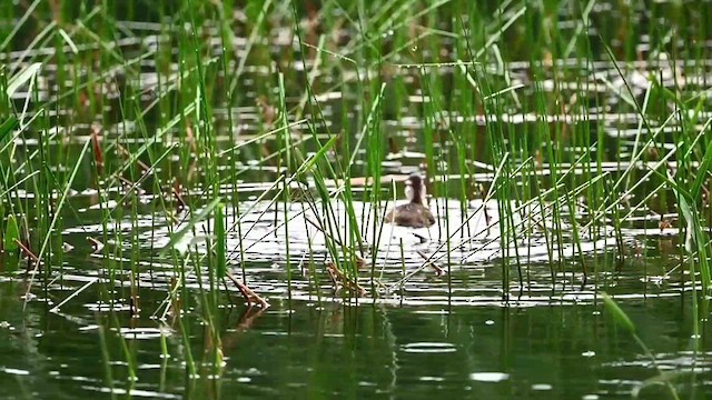 Wood Duck - ML620922325