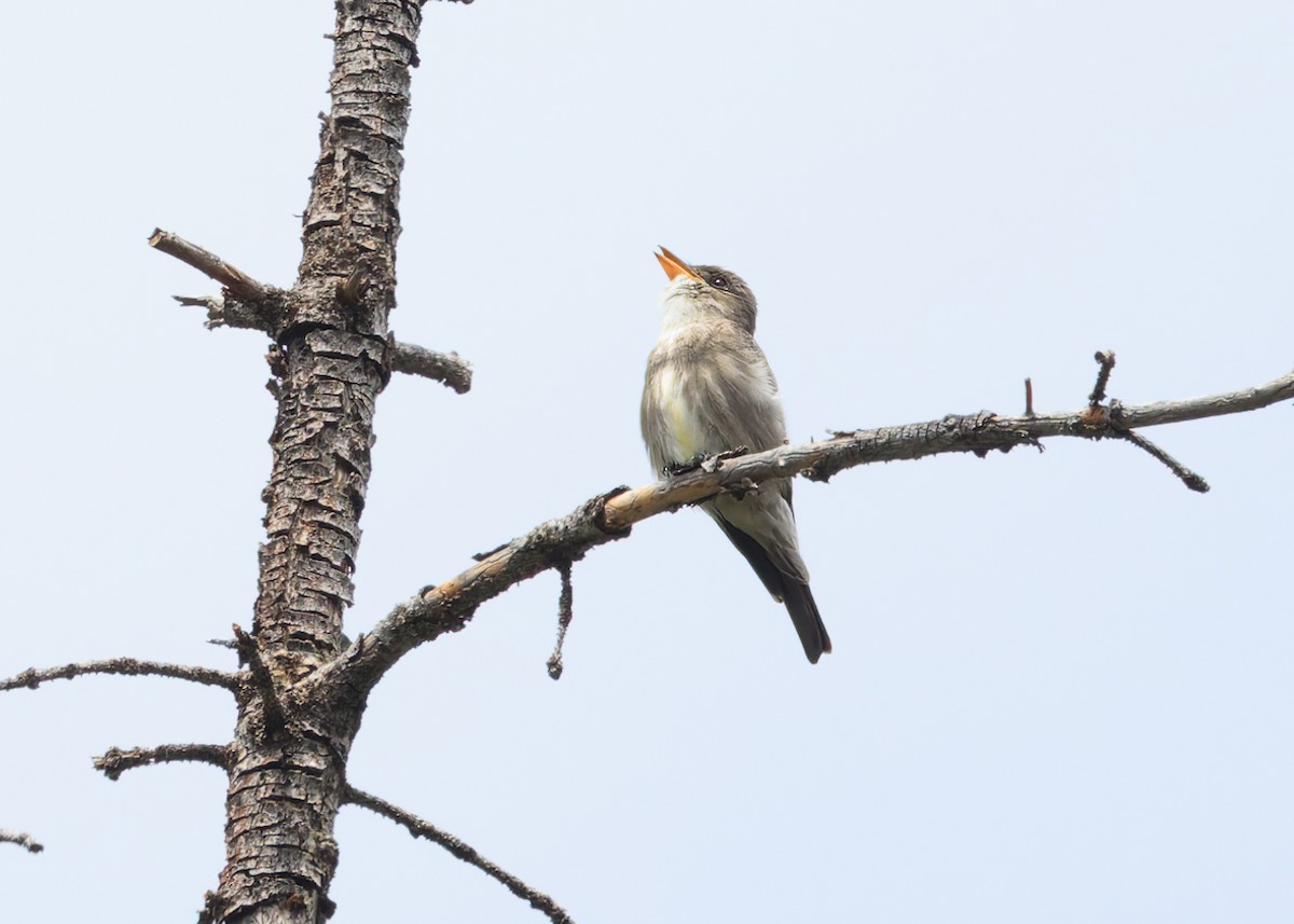 Olive-sided Flycatcher - ML620922326