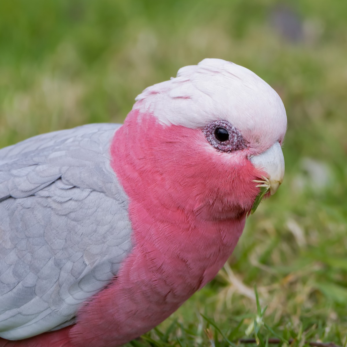 Galah - ML620922330