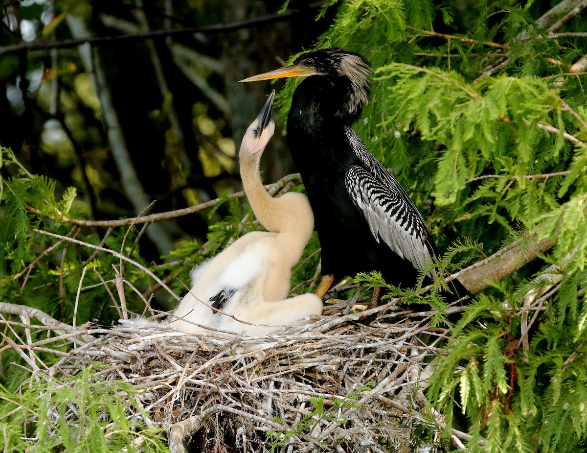 anhinga americká - ML620922331