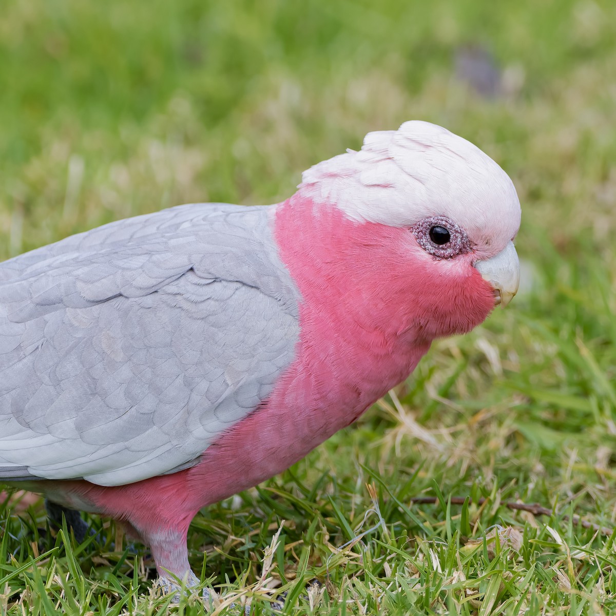 Galah - ML620922333