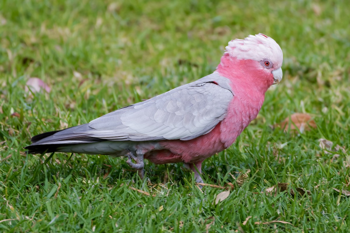 Galah - ML620922335