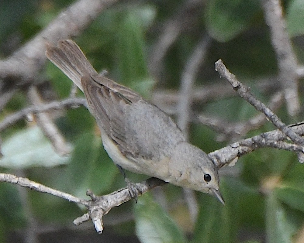 Bell's Vireo (Arizona) - ML620922338