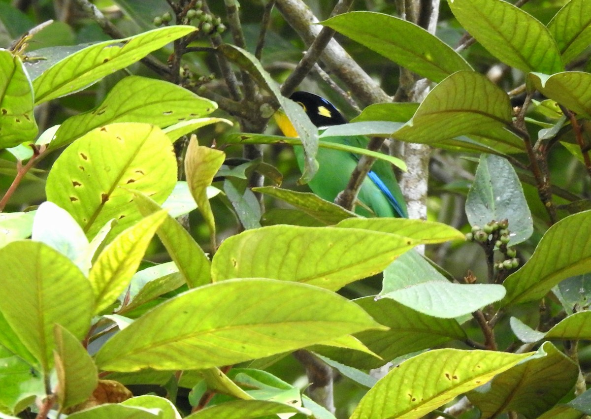 Long-tailed Broadbill - ML620922341