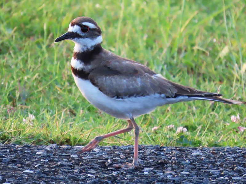 Killdeer - Karen Lebing