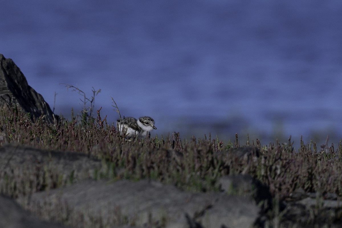 Common Ringed Plover - ML620922352