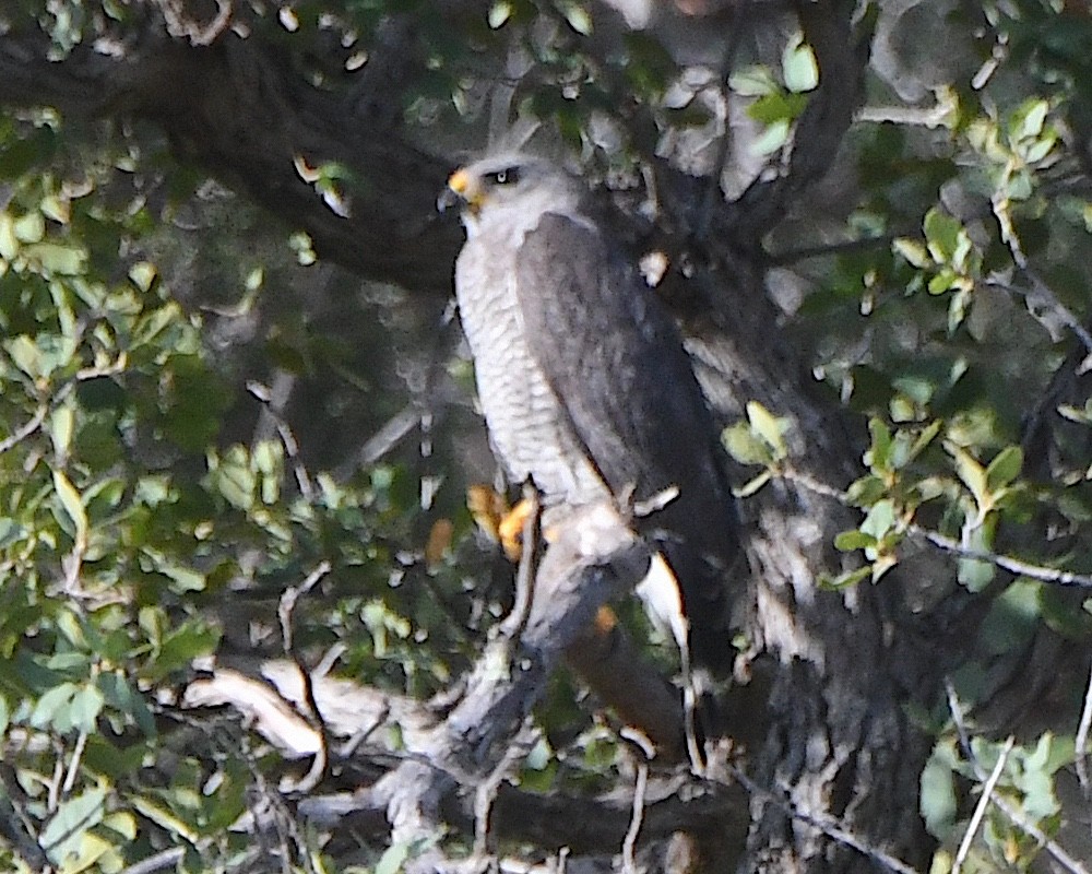 Gray Hawk - ML620922356