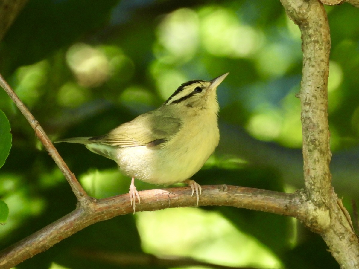 Worm-eating Warbler - ML620922365