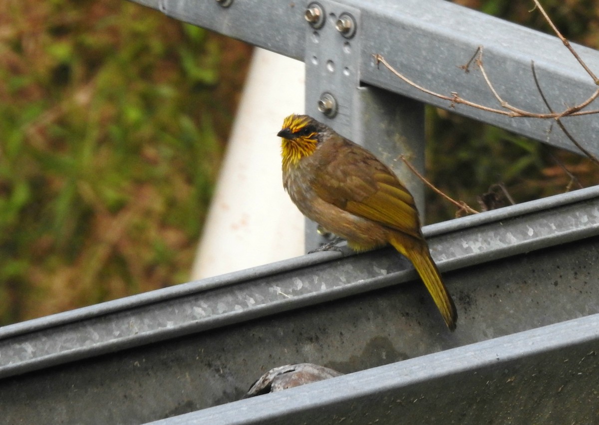 Stripe-throated Bulbul - ML620922372