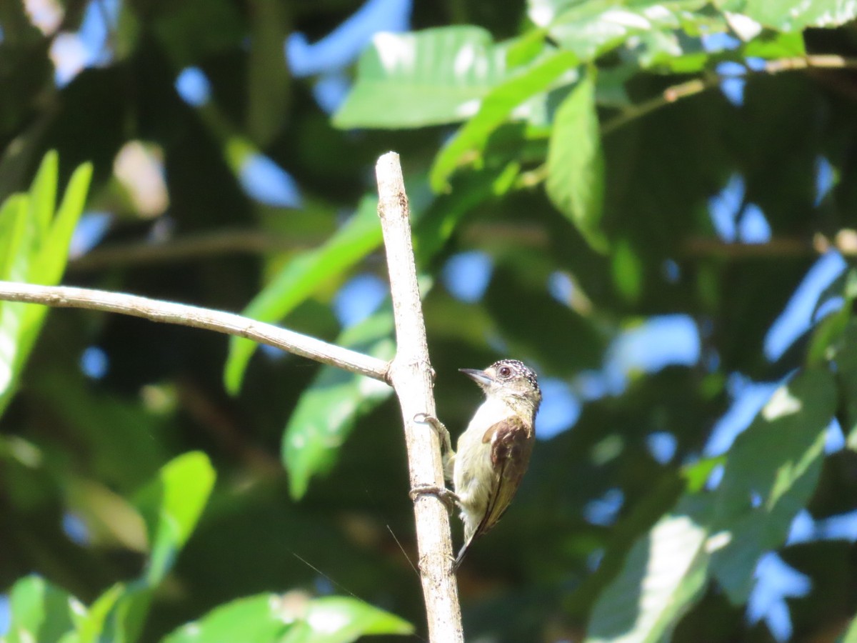 Fine-barred Piculet - ML620922404