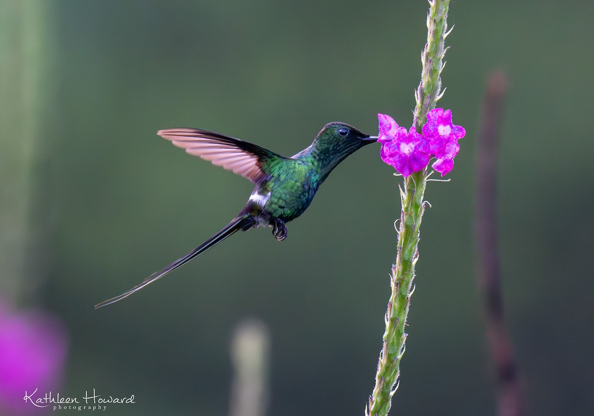 Green Thorntail - ML620922413