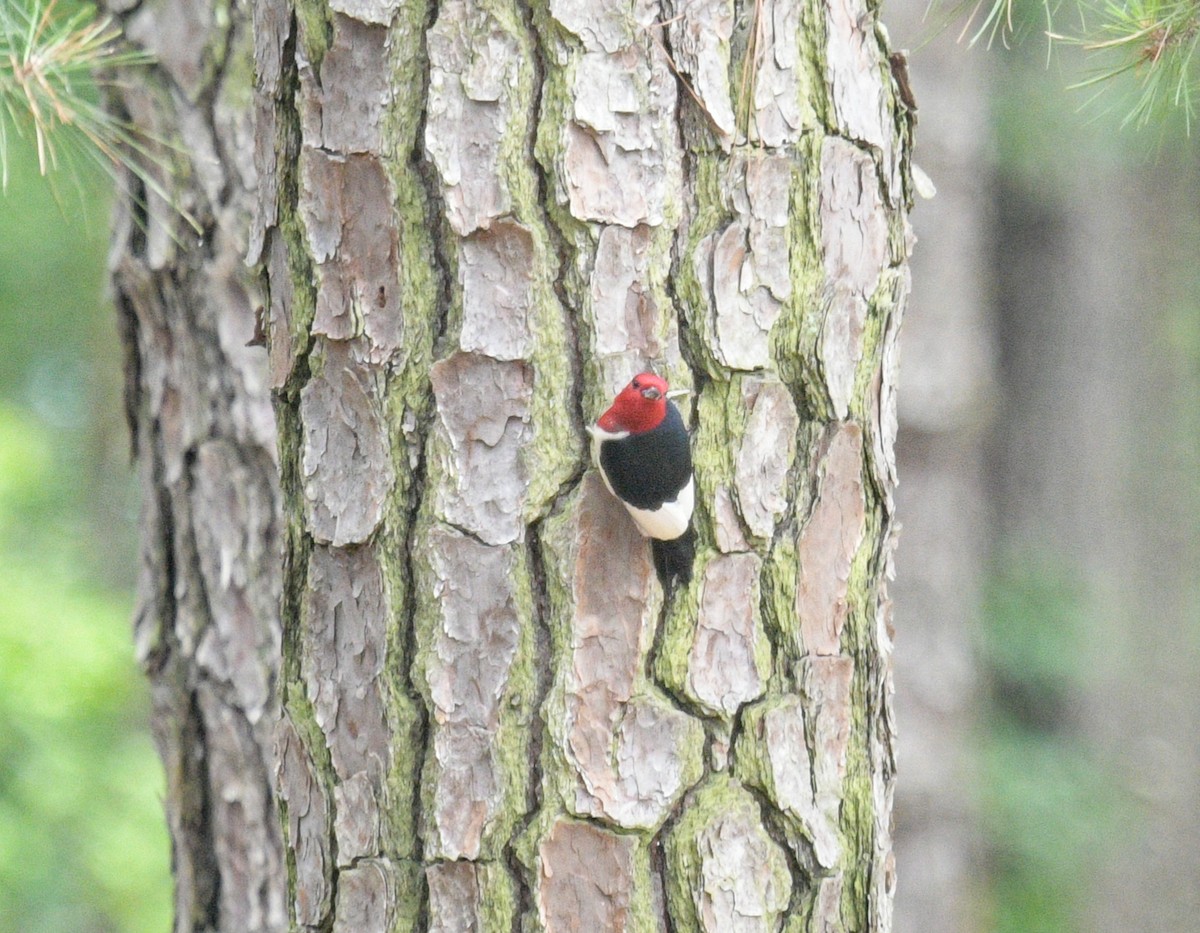 Red-headed Woodpecker - ML620922416