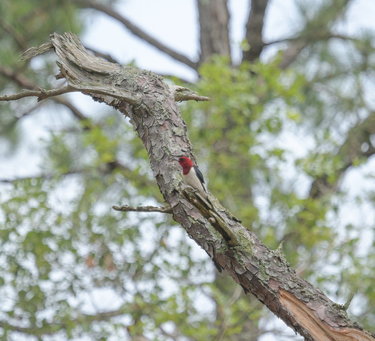 Red-headed Woodpecker - ML620922417