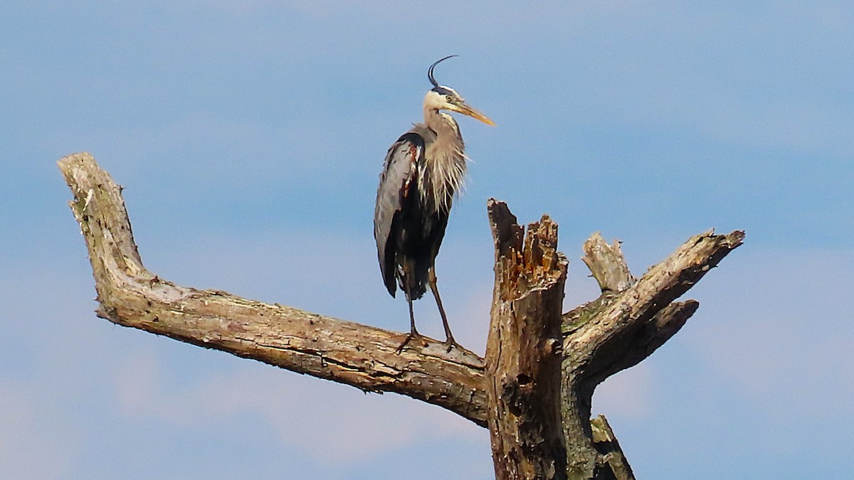 Great Blue Heron - ML620922432