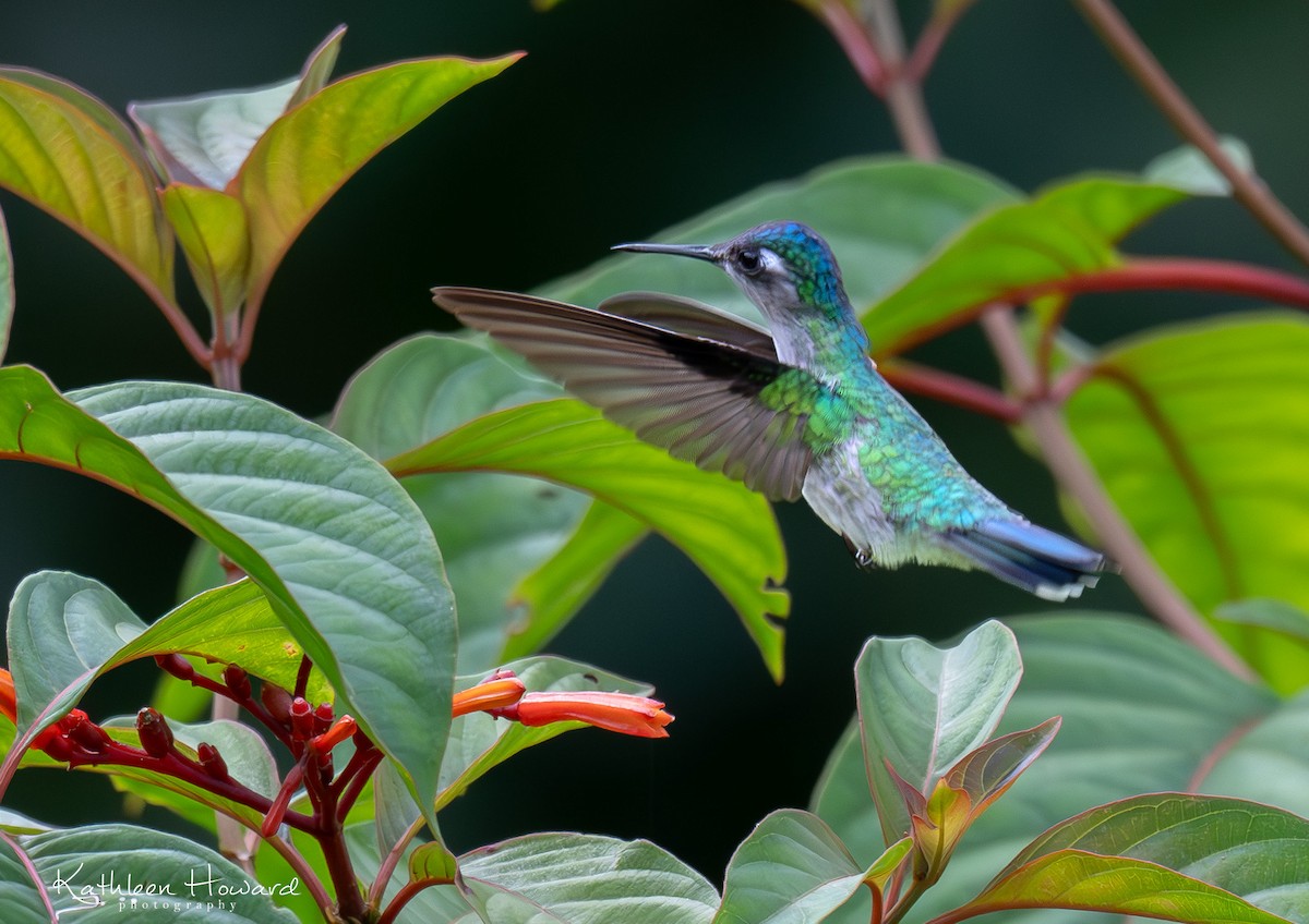 Violet-headed Hummingbird - ML620922434