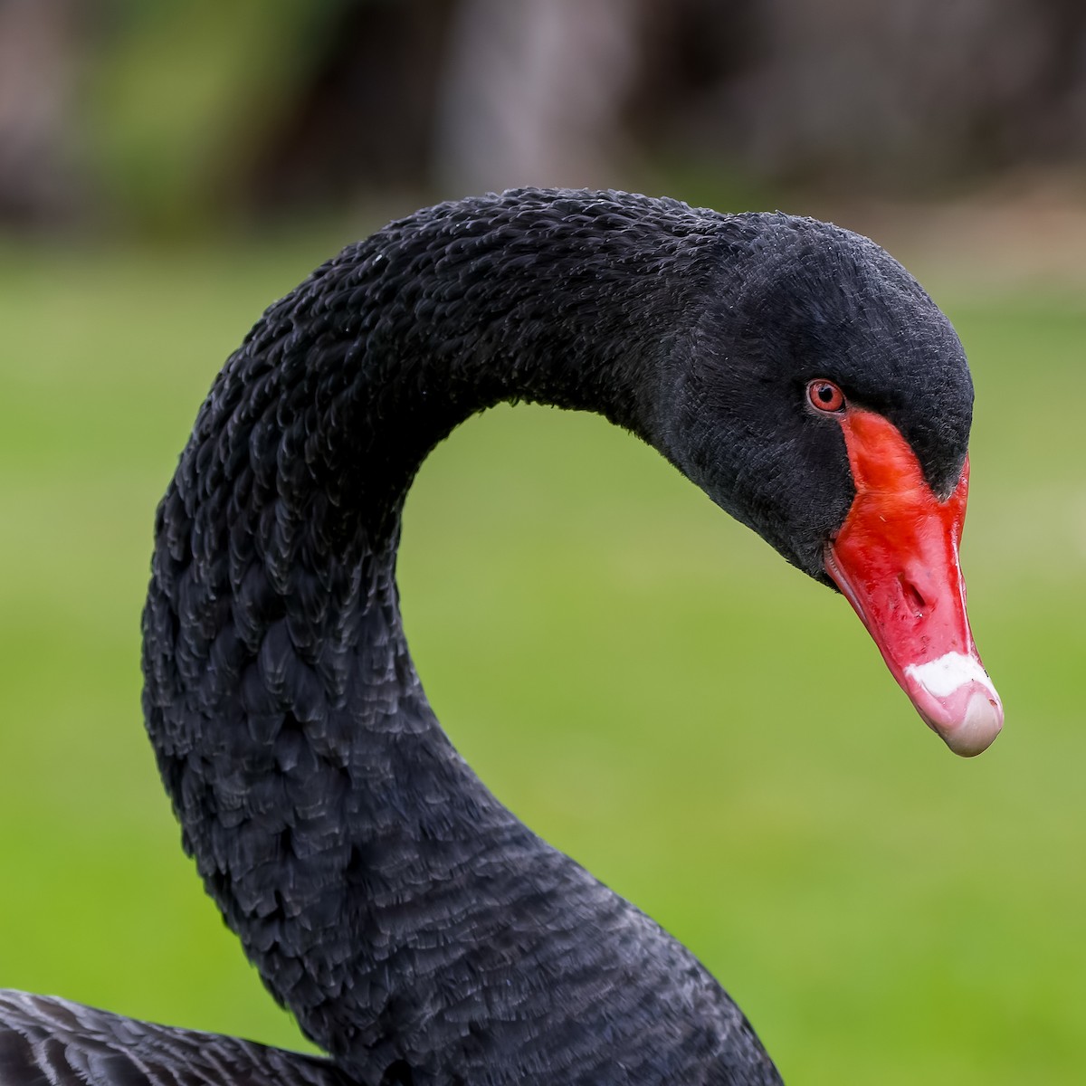 Black Swan - Leandro Rezende