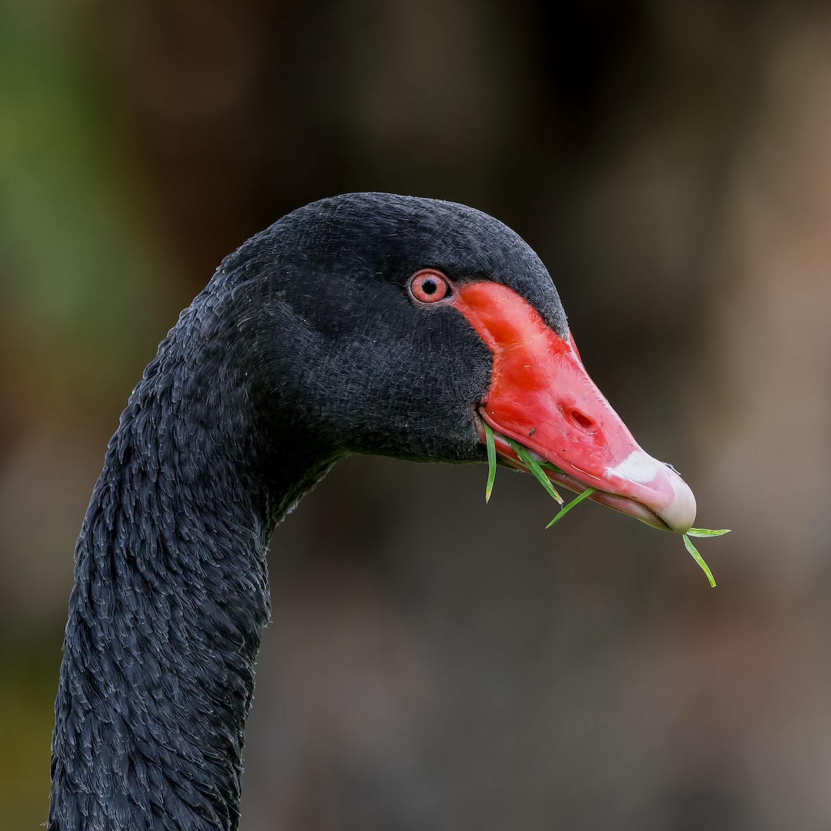 Black Swan - ML620922453