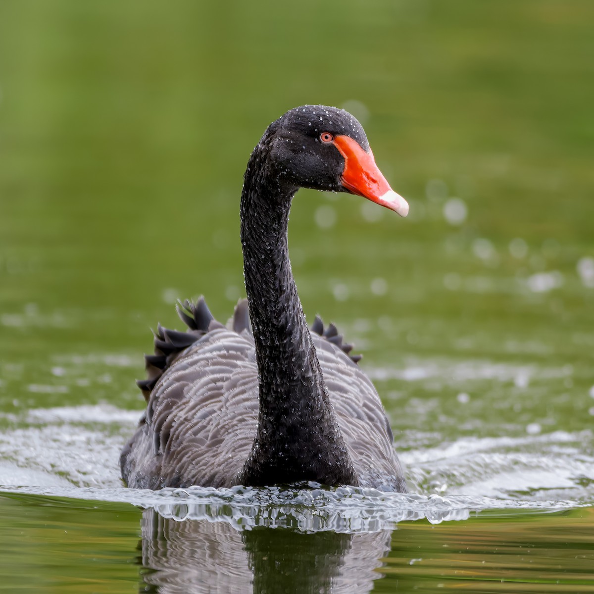 Black Swan - ML620922454