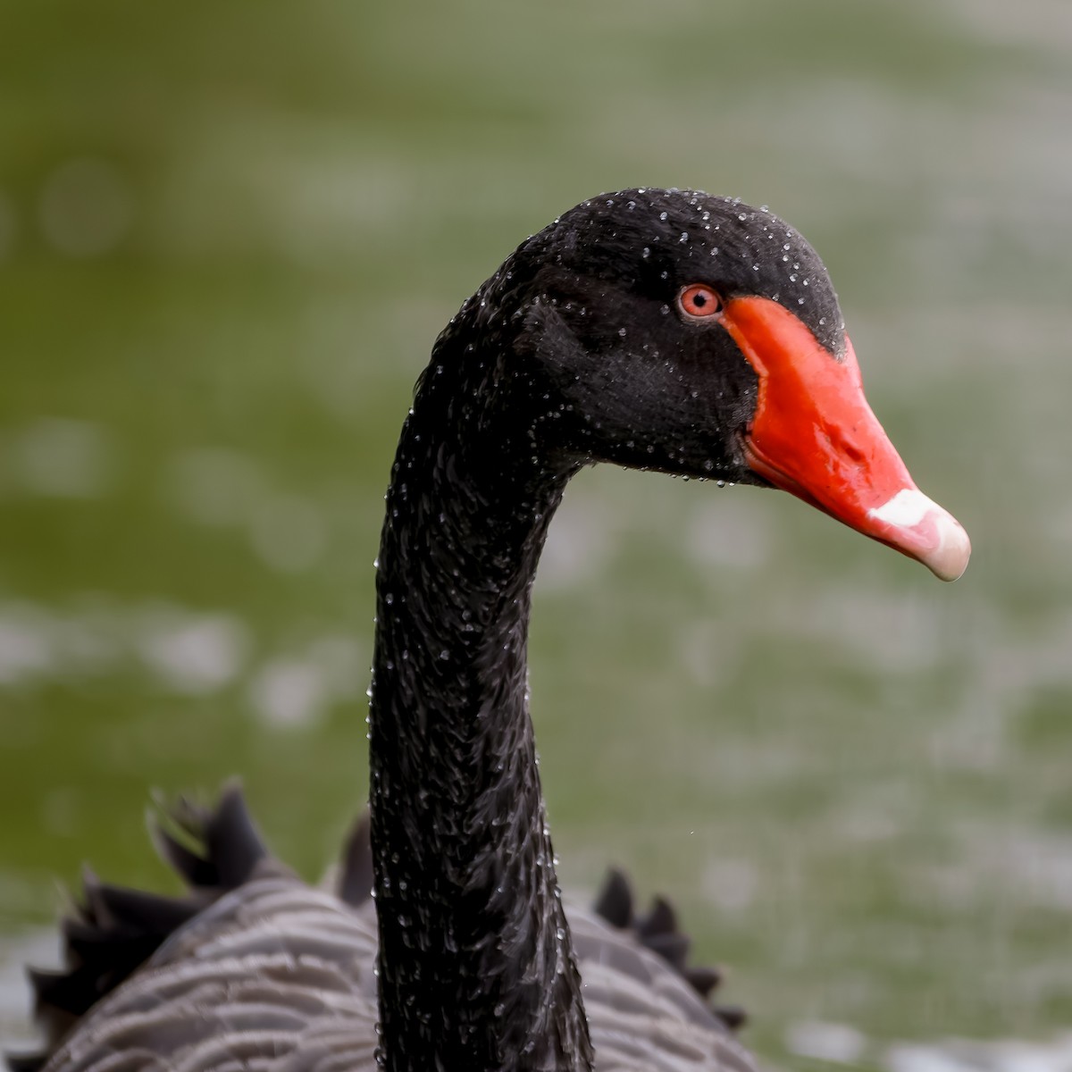 Black Swan - ML620922455