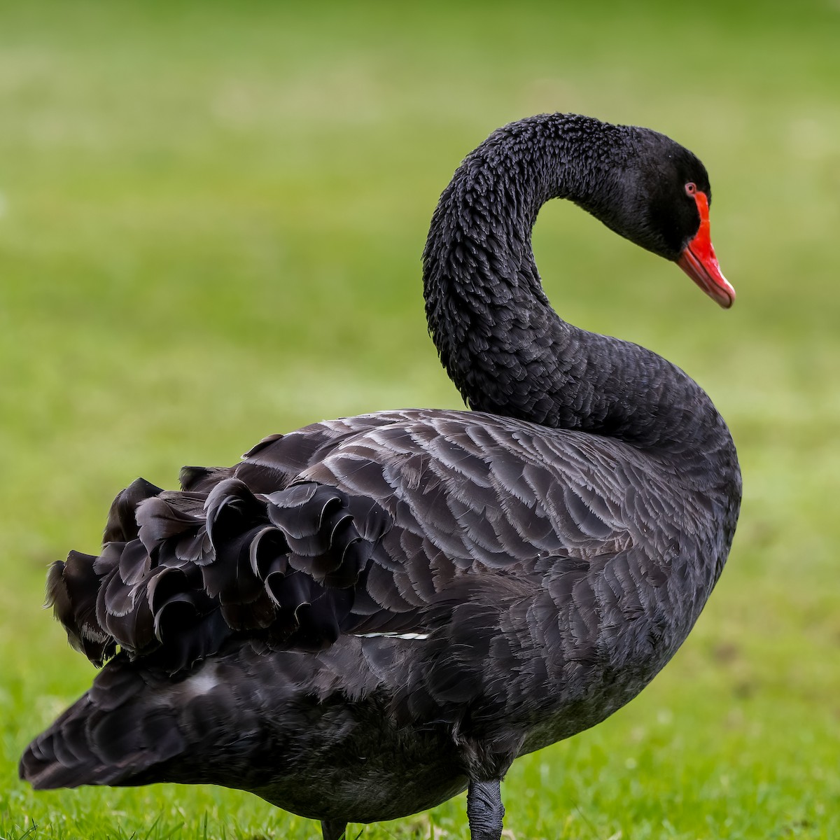 Black Swan - ML620922456