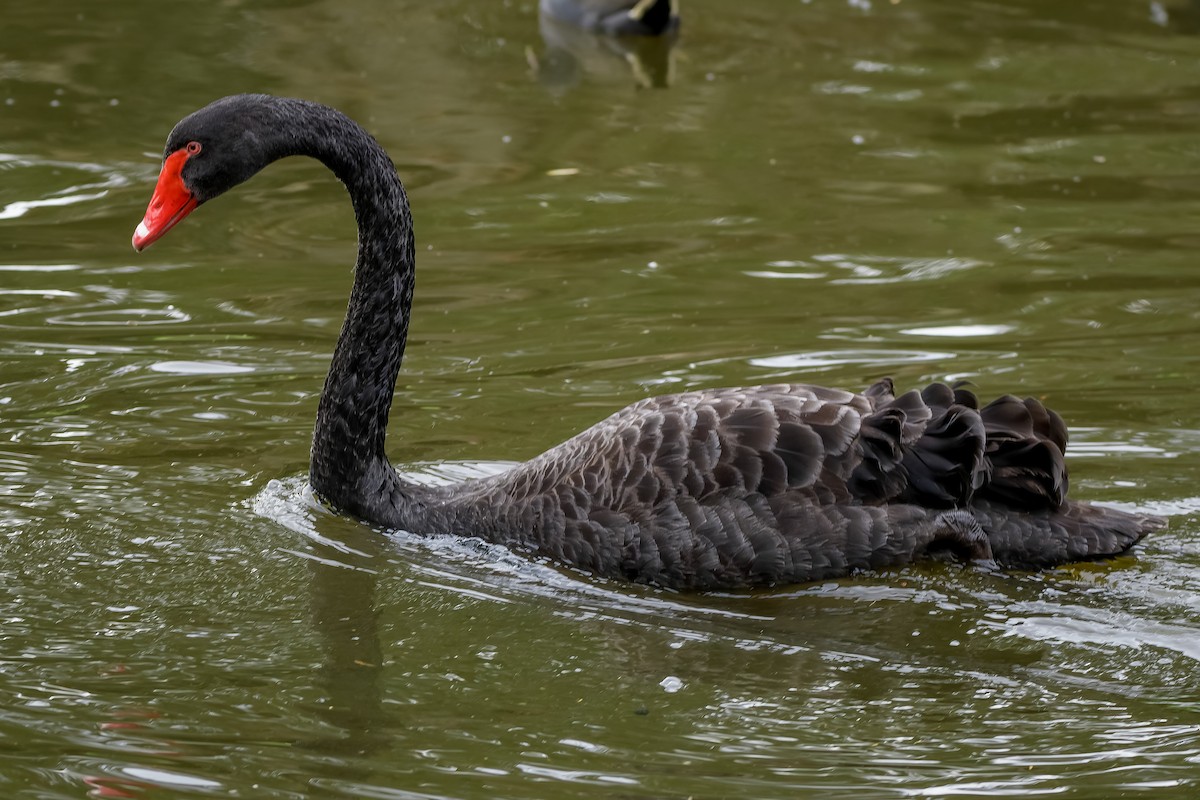 Black Swan - ML620922458